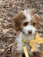 Coco, a female Miniature Aussiedoodle for sale in Spartanburg, SC – Photo 4 of 4