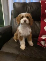 Coco, a female Miniature Aussiedoodle for sale in Spartanburg, SC – Photo 2 of 4