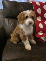 Coco, a female Miniature Aussiedoodle for sale in Spartanburg, SC – Photo 3 of 4