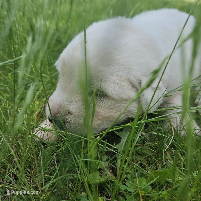 Lavender Maremma Abruzzese Livestock puppy – Maremma Sheepdog puppy for sale in Rockford, MI