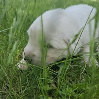 Lavender Maremma Abruzzese Livestock puppy, a female Maremma Sheepdog for sale in Rockford, MI – 1 of 1