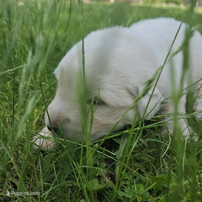 Sky blue Maremma Abruzzese Livestock puppy – Maremma Sheepdog puppy for sale in Rockford, MI