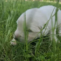 Sky blue Maremma Abruzzese Livestock puppy, a male Maremma Sheepdog for sale in Rockford, MI – 1 of 1
