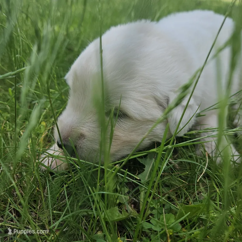 Black collar Maremma Abruzzese Livestock puppy – Maremma Sheepdog puppy for sale in Rockford, MI