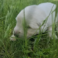 Black collar Maremma Abruzzese Livestock puppy, a male Maremma Sheepdog for sale in Rockford, MI – 1 of 1