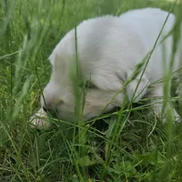 Dark Purple Maremma Abruzzese Livestock puppy, a female Maremma Sheepdog for sale in Rockford, MI – 1 of 1