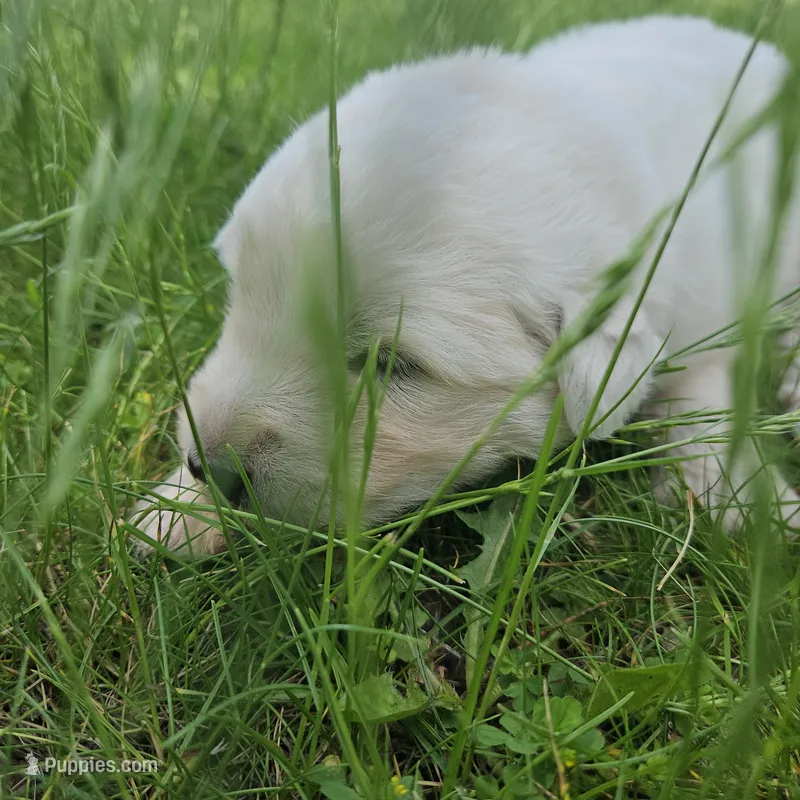 Dark Green Maremma Abruzzese Livestock puppy – Maremma Sheepdog puppy for sale in Rockford, MI