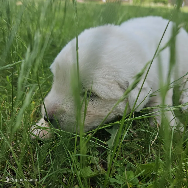 Pink Maremma Abruzzese Livestock puppy – Maremma Sheepdog puppy for sale in Rockford, MI