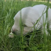 Pink Maremma Abruzzese Livestock puppy, a female Maremma Sheepdog for sale in Rockford, MI – 1 of 1