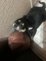 Joy, a female German Shepherd Dog and Rottweiler for sale in Peoria, AZ – Photo 4 of 6