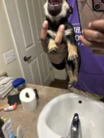 Joy, a female German Shepherd Dog and Rottweiler for sale in Peoria, AZ – Photo 6 of 6