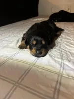 Joy, a female German Shepherd Dog and Rottweiler for sale in Peoria, AZ – Photo 3 of 6