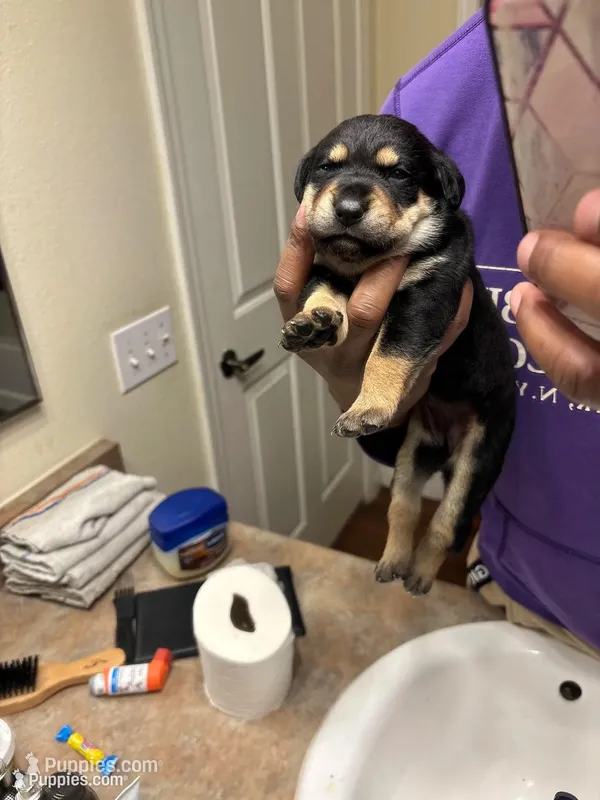 Joy – German Shepherd Dog, Rottweiler puppy for sale in Peoria, AZ