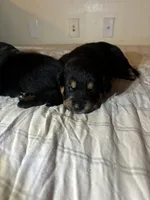 Joy, a female German Shepherd Dog and Rottweiler for sale in Peoria, AZ – Photo 5 of 6