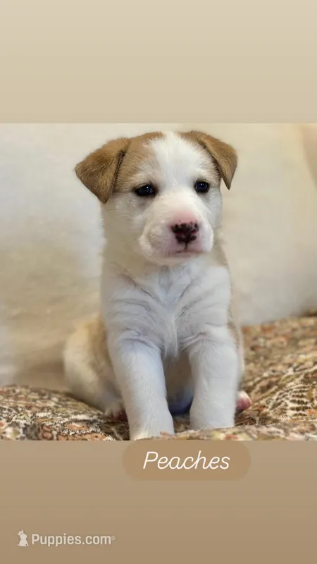Peaches – German Shepherd Dog, Siberian Husky puppy for sale in Carmel, IN