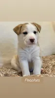 Peaches, a female German Shepherd Dog and Siberian Husky for sale in Carmel, IN – 1 of 2