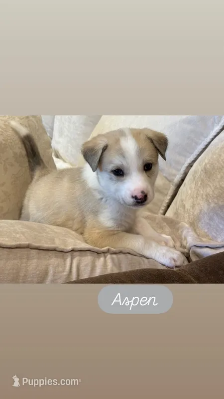 Aspen – German Shepherd Dog, Siberian Husky puppy for sale in Carmel, IN
