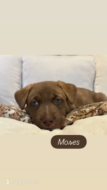 Moses – German Shepherd Dog, Siberian Husky puppy for sale in Carmel, IN