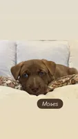 Moses, a male German Shepherd Dog and Siberian Husky for sale in Carmel, IN – 1 of 2