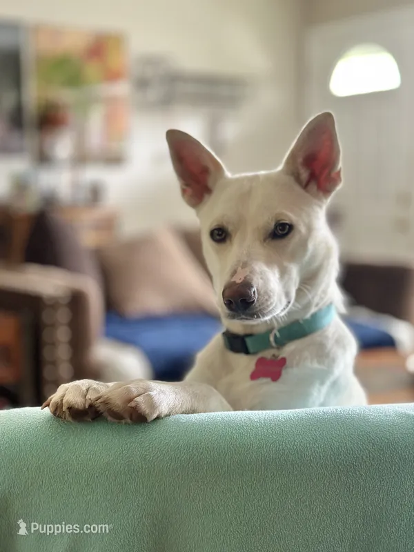 Penny – German Shepherd Dog, Siberian Husky puppy for sale in Carmel, IN