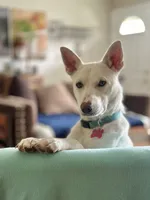 Penny, a female German Shepherd Dog and Siberian Husky for sale in Carmel, IN – 1 of 3