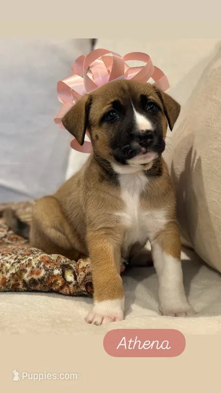Athena – German Shepherd Dog, Siberian Husky puppy for sale in Carmel, IN