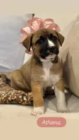 Athena, a female German Shepherd Dog and Siberian Husky for sale in Carmel, IN – 1 of 1