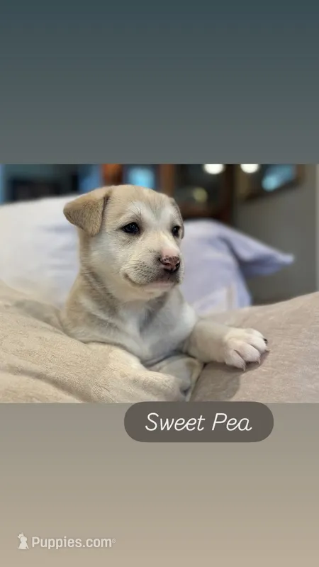 Sweet Pea – German Shepherd Dog, Siberian Husky puppy for sale in Carmel, IN