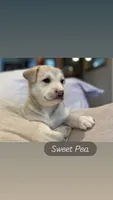 Sweet Pea, a female German Shepherd Dog and Siberian Husky for sale in Carmel, IN – 1 of 1