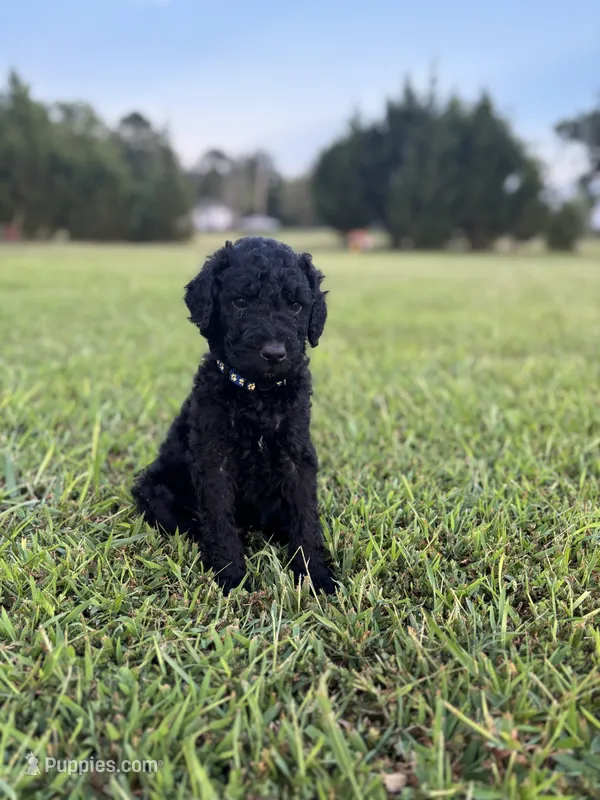 Aragorn – Poodle - Standard  puppy for sale in Piedmont, SC