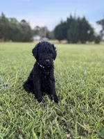 Aragorn, a male Poodle - Standard  for sale in Piedmont, SC – 1 of 1