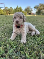 Legolas, a male Poodle - Standard  for sale in Piedmont, SC – 10 of 10