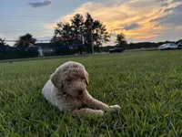 Legolas, a male Poodle - Standard  for sale in Piedmont, SC – 4 of 10
