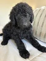 Pippin, a male Goldendoodle for sale in Piedmont, SC – 7 of 7