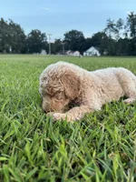 Legolas, a male Poodle - Standard  for sale in Piedmont, SC – 3 of 10