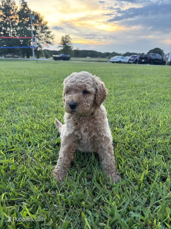Eowyn – Poodle - Standard  puppy for sale in Piedmont, SC