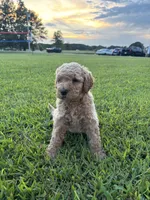 Eowyn, a female Poodle - Standard  for sale in Piedmont, SC – 1 of 4