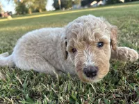 Goladrial , a female Poodle - Standard  for sale in Piedmont, SC – 2 of 3