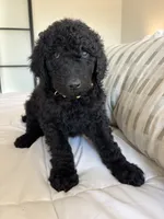 Pippin, a male Goldendoodle for sale in Piedmont, SC – 5 of 7