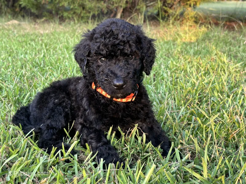 Merry – Poodle - Standard  puppy for sale in Piedmont, SC