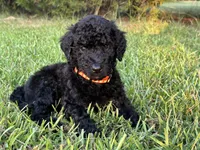 Merry, a male Poodle - Standard  for sale in Piedmont, SC – 1 of 4