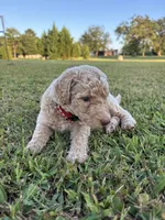 Legolas, a male Poodle - Standard  for sale in Piedmont, SC – 9 of 10