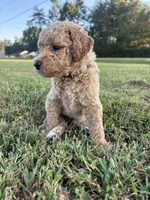 Samwise, a male Poodle - Standard  for sale in Piedmont, SC – 5 of 6