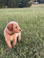 Samwise, a male Poodle - Standard  for sale in Piedmont, SC – 3 of 6
