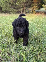 Merry, a male Poodle - Standard  for sale in Piedmont, SC – 4 of 4