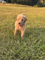 Arwen, a female Poodle - Standard  for sale in Piedmont, SC – 6 of 6