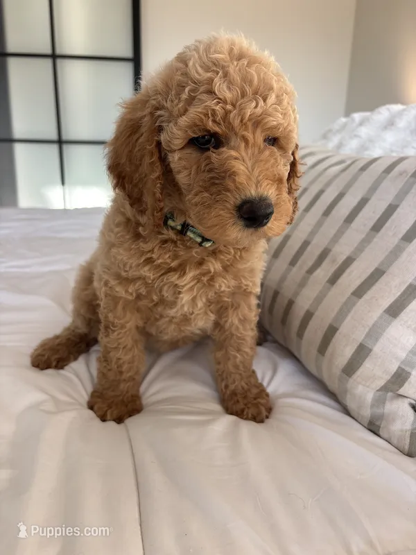 Eowyn – Goldendoodle puppy for sale in Piedmont, SC