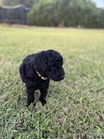 Frodo, a male Poodle - Standard  for sale in Piedmont, SC – 3 of 3