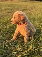 Arwen, a female Poodle - Standard  for sale in Piedmont, SC – 3 of 6