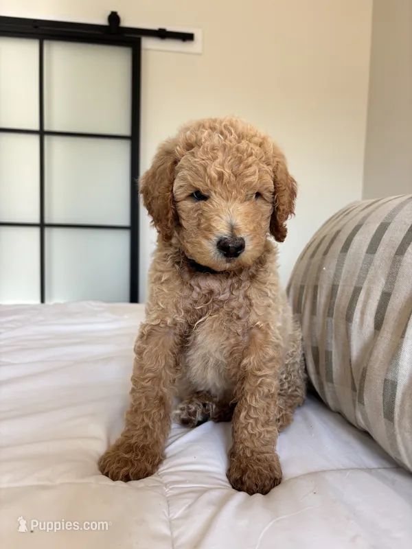 Samwise – Goldendoodle puppy for sale in Piedmont, SC